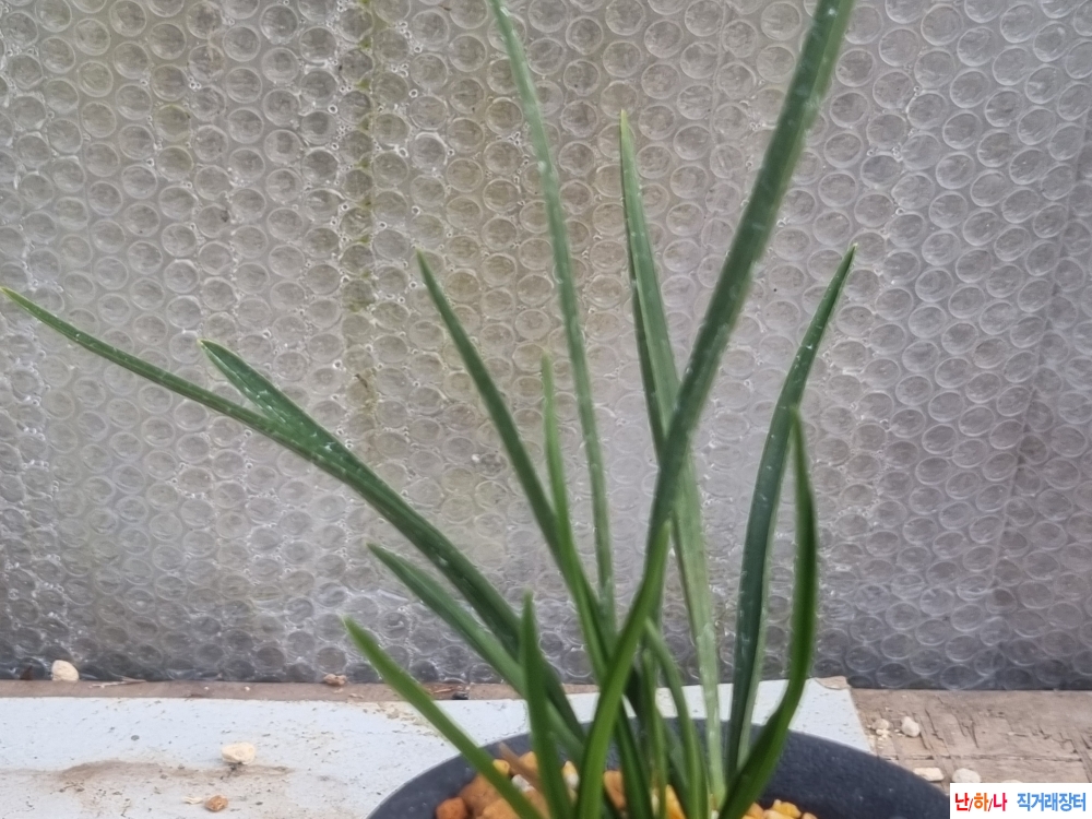 산채생강 두화변 장단?