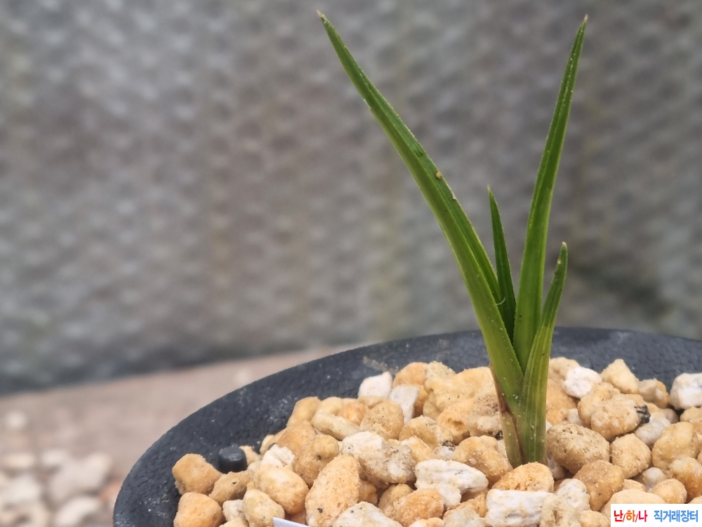 실채생강 후육 입변 호