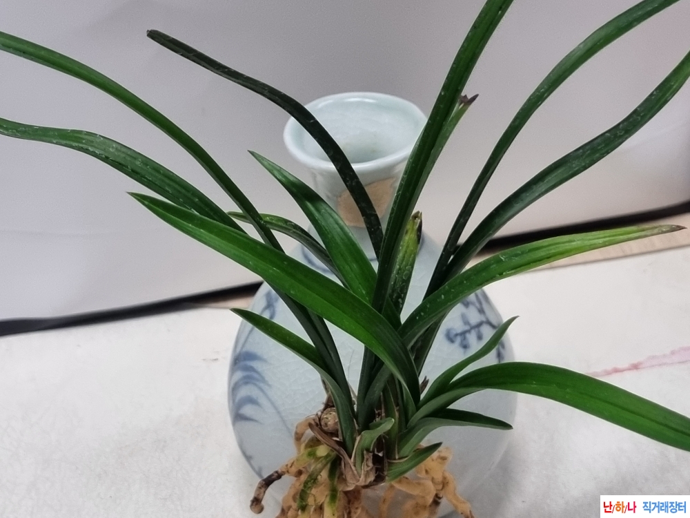 생강출발 장단엽성 서?