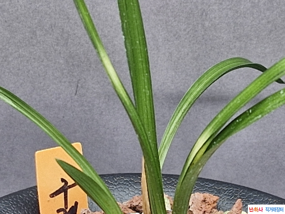 입변 반물 무늬종