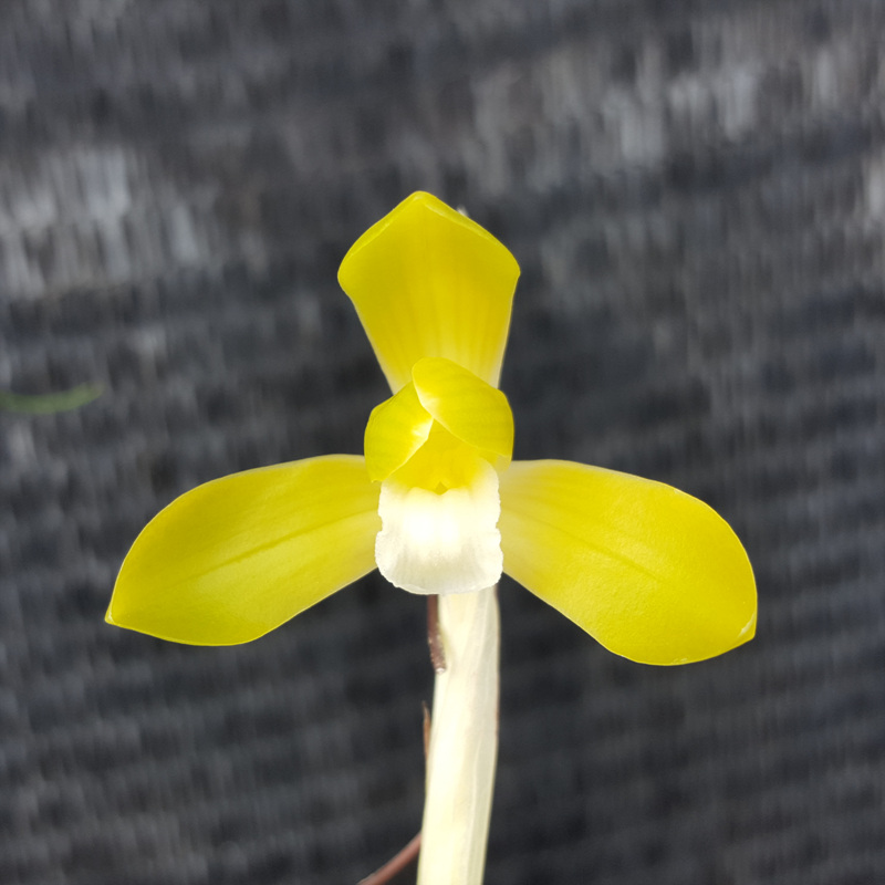 무명,,황화소심