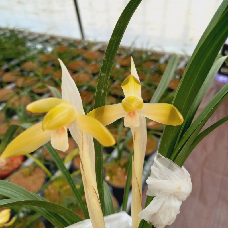 무명,,주금소심