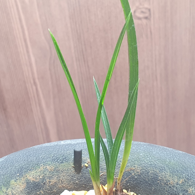 두화,,입변,,진청