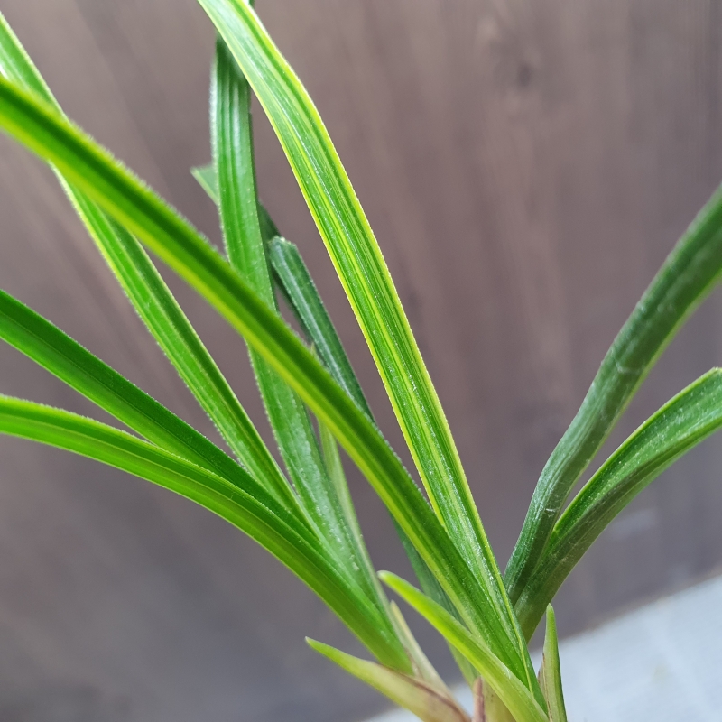 금계,,극황,,산반호