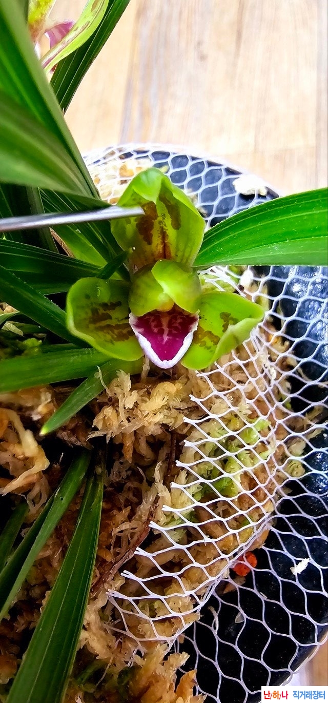 화형수채색설화