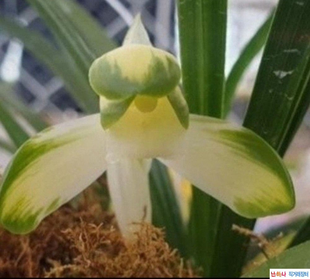 중투화소심무지