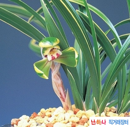 원판복륜화