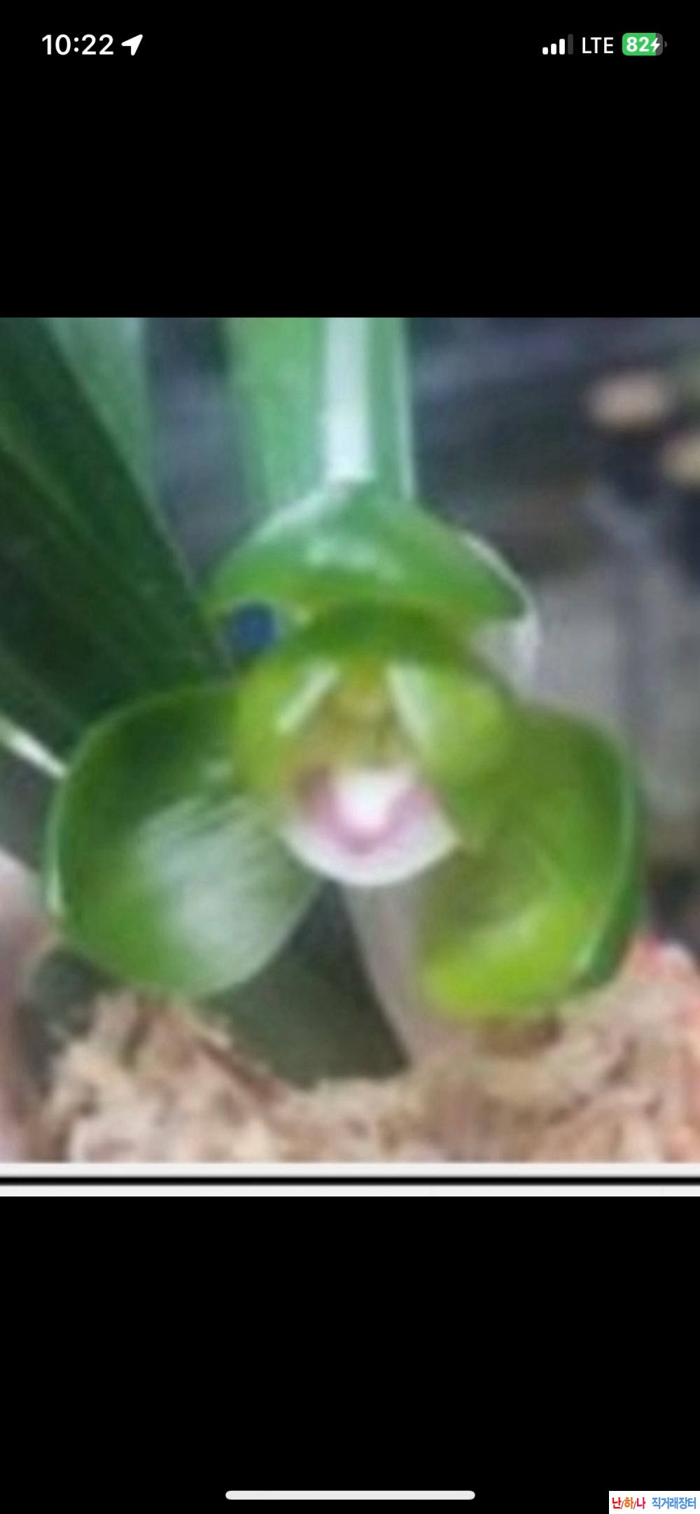 화형두화