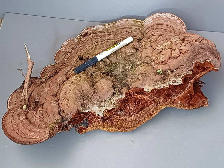 초대형 자연산 덕다리?