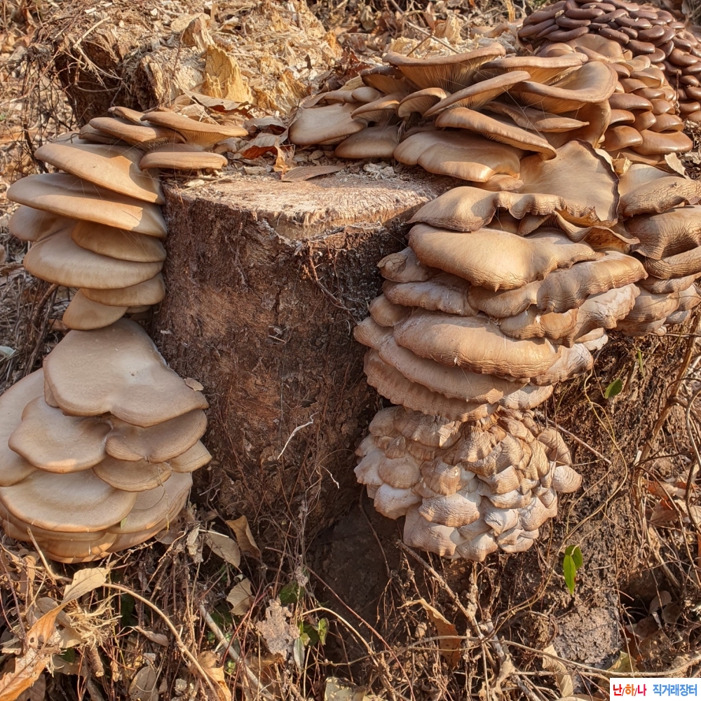 자연산느타리버섯