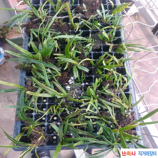 자연산 일엽초 목부작 ?