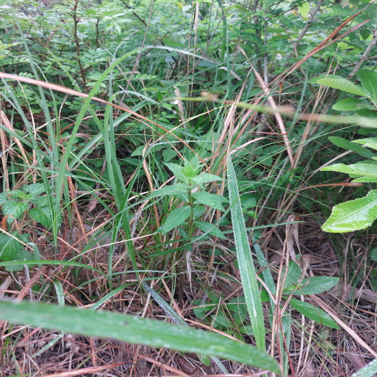 섬 산행 자연산(약용)?