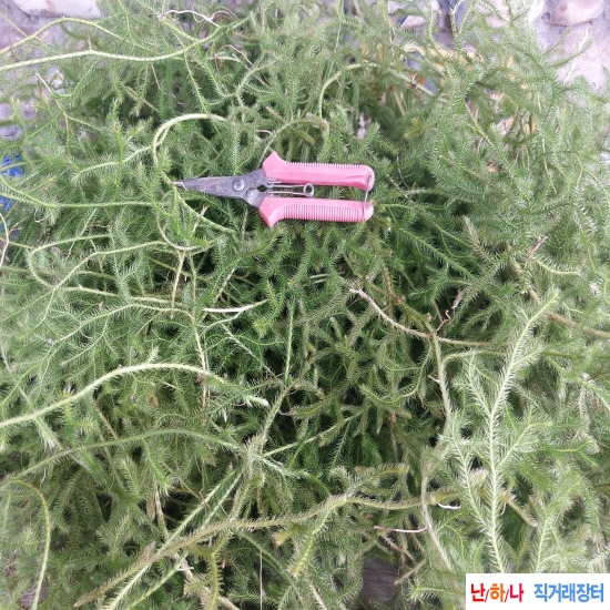 자연산 석송 판매합니?