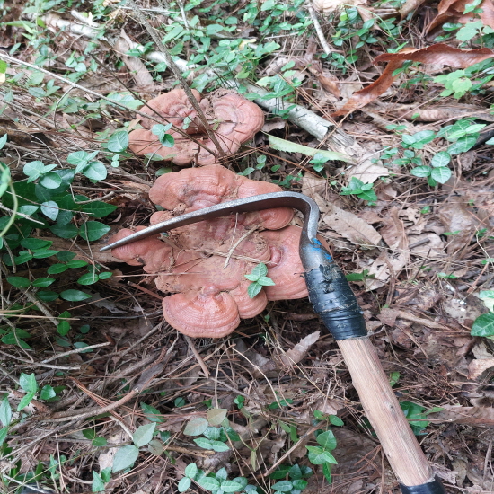 자연산 영지버섯 (다림?