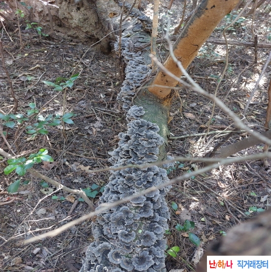 자연산 운지버섯 영지?