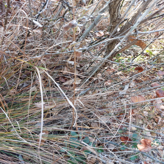 자연산 도라지(약용)판?