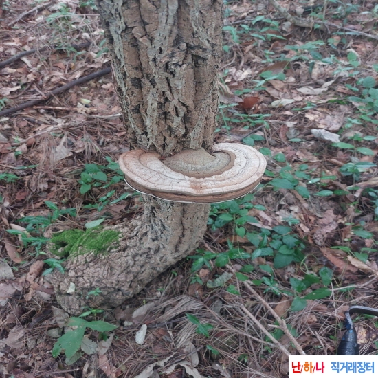 자연산 잔나비걸상버?