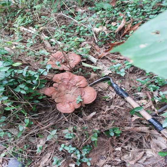 자연산 영지버섯(건재)?