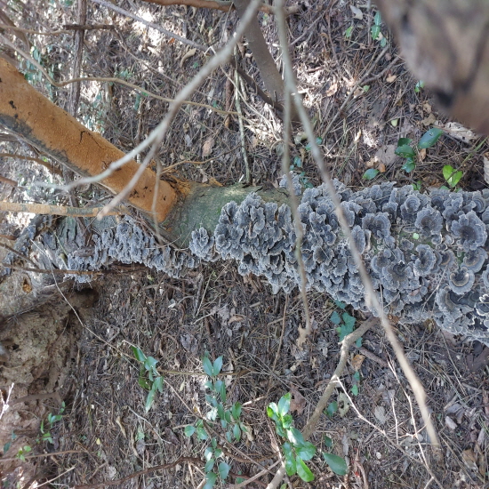 자연산 운지버섯 영지?