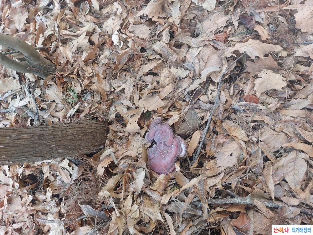 자연산 영지버섯(건재)?