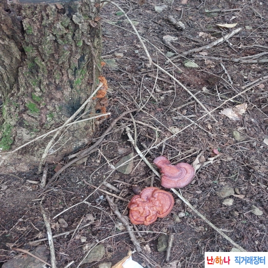 자연산 영지버섯(다림?