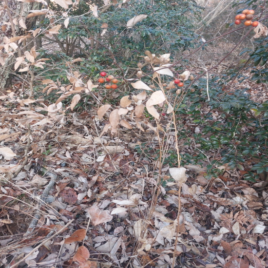 자연산 창출(건재)판매?