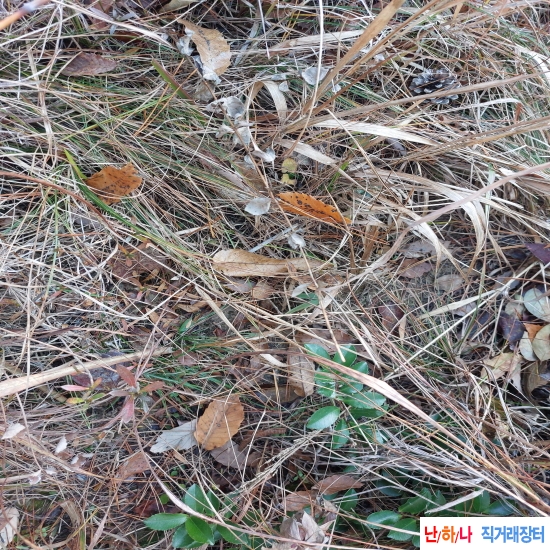 자연산 약성이좋은 먹?