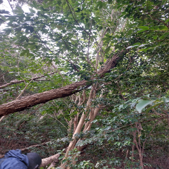 자연산 황칠나무 뿌리(?