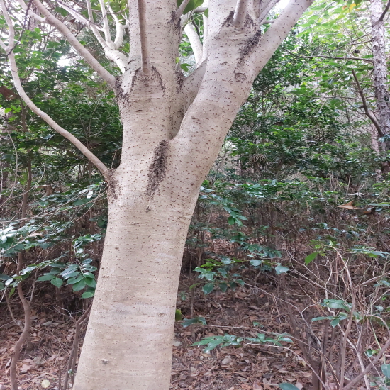 자연산 황칠나무 뿌리 ?