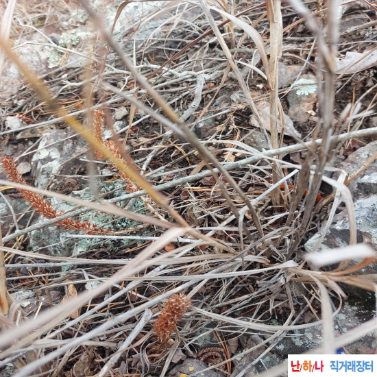 자연산 와송 병에담아 ?