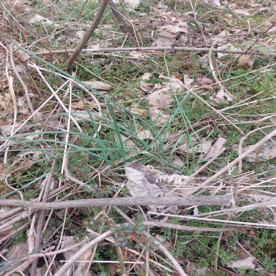 향이진한 자연산 산달?