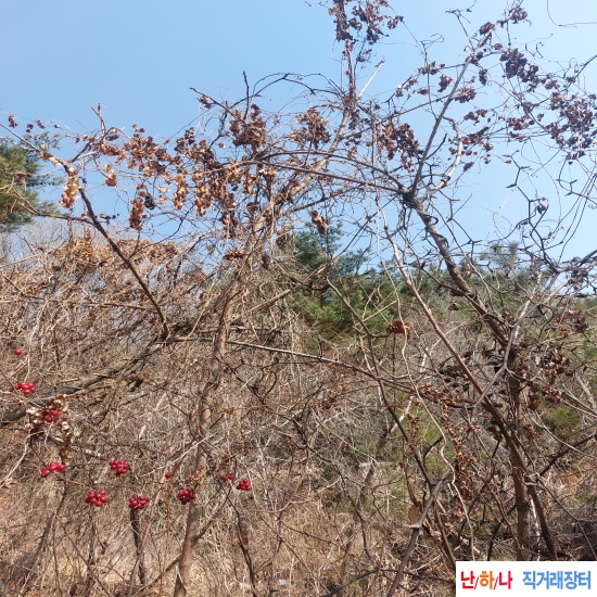 자연산 단풍마(건재)판?