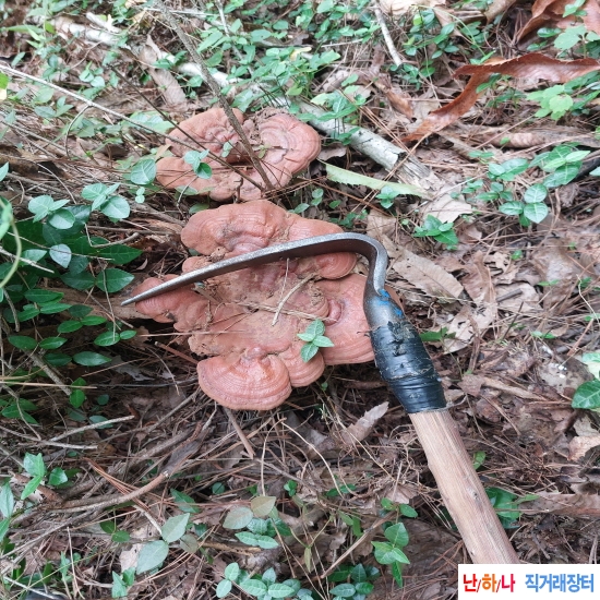 자연산 영지버섯(건재)?