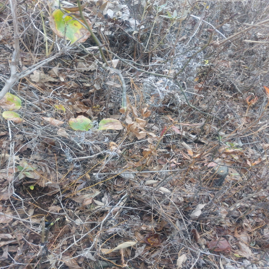 자연산 도라지 (담금용?