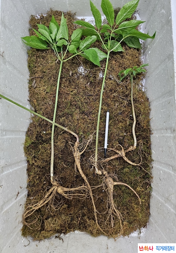 야생삼 판매 2번