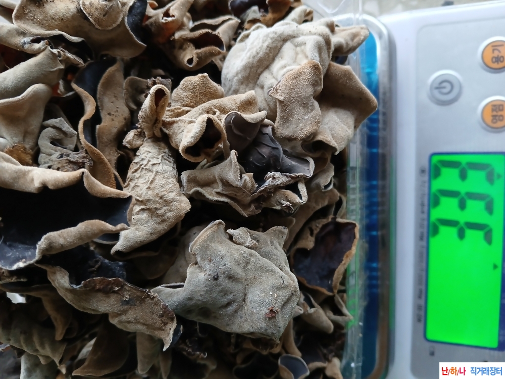 자연산목이버섯