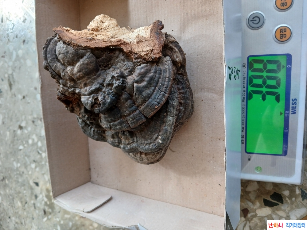 산벚나무상황버섯