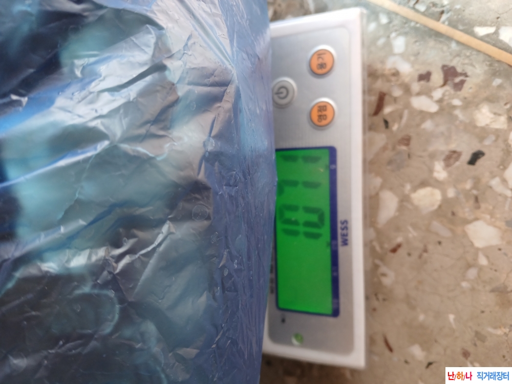 자연산구름(운지)버섯