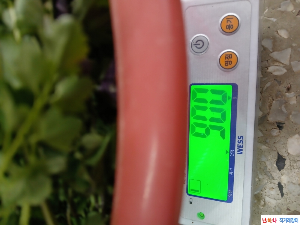 자연산 황새냉이