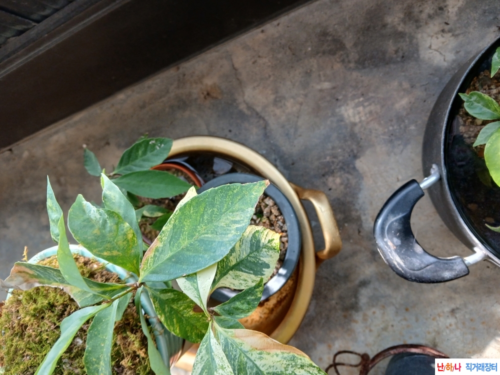 가시나무 무늬종