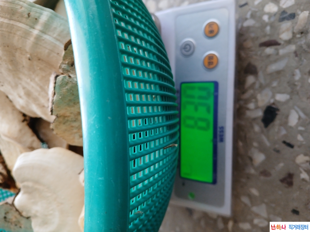 송편(시루)버섯