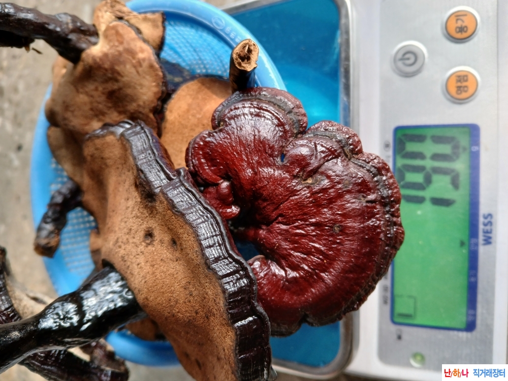 자연산영지버섯