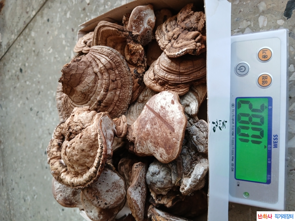 말굽버섯판매