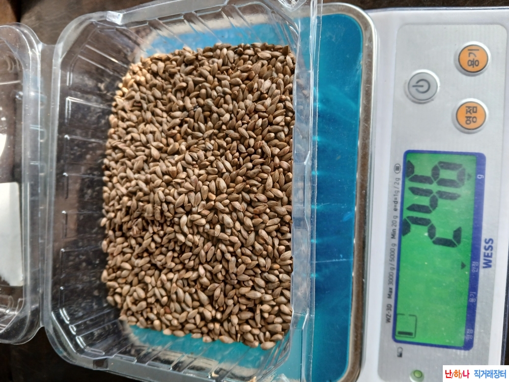 측백나무씨앗판매