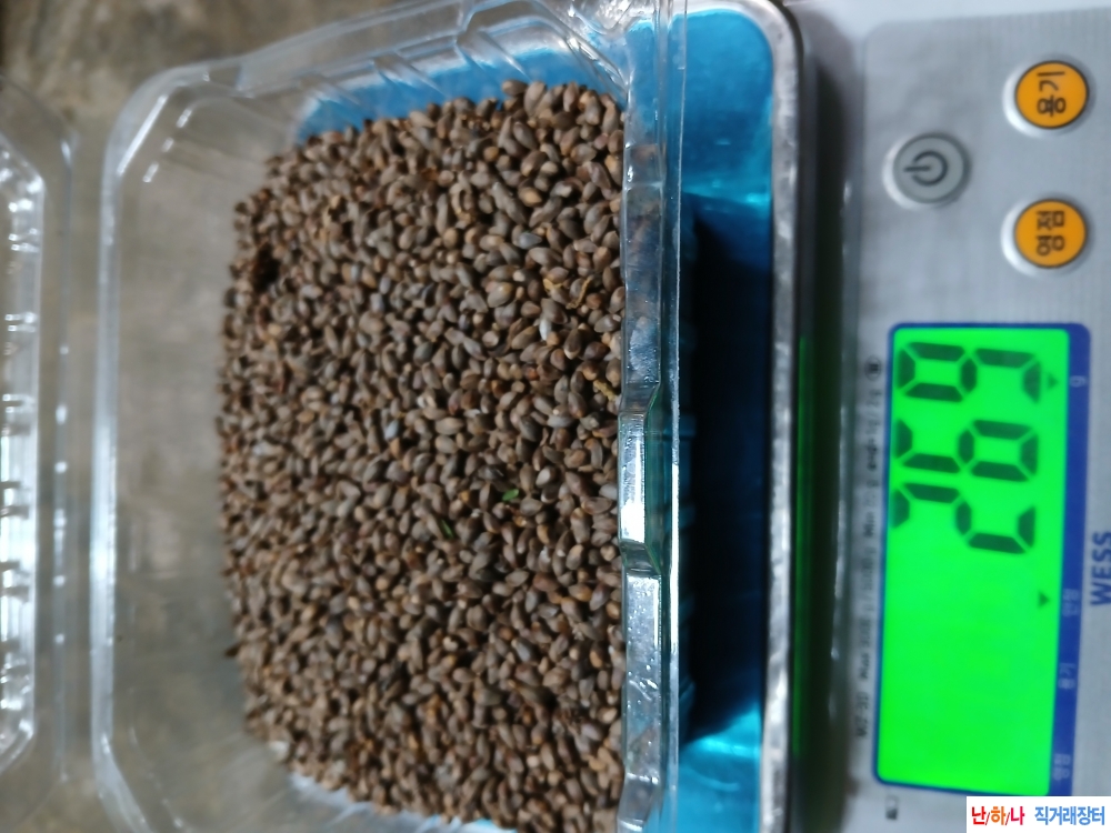 측백나무씨앗판매