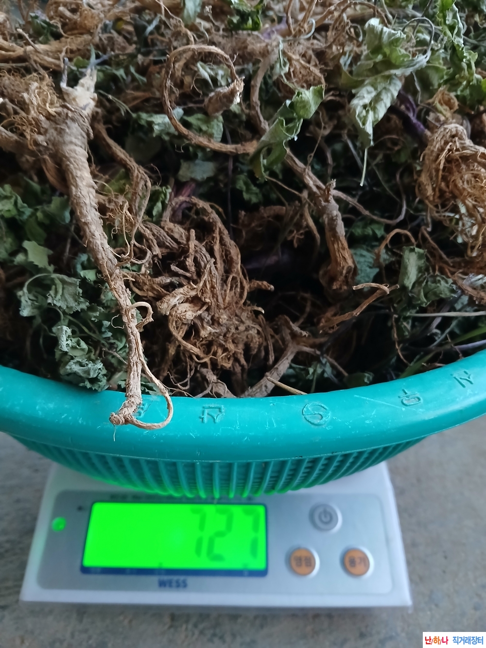 자연산연삼(바디나물?