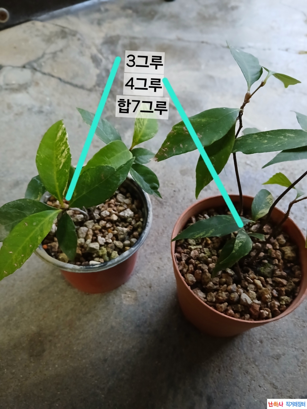 가시나무 무늬종