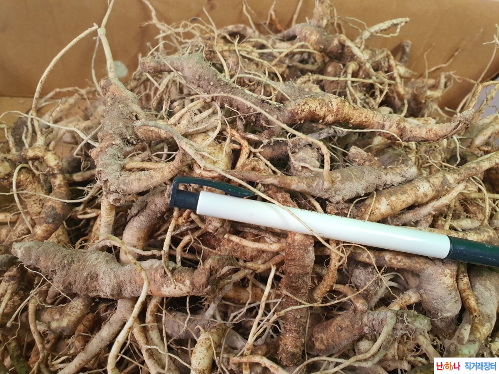 자연산약용도라지