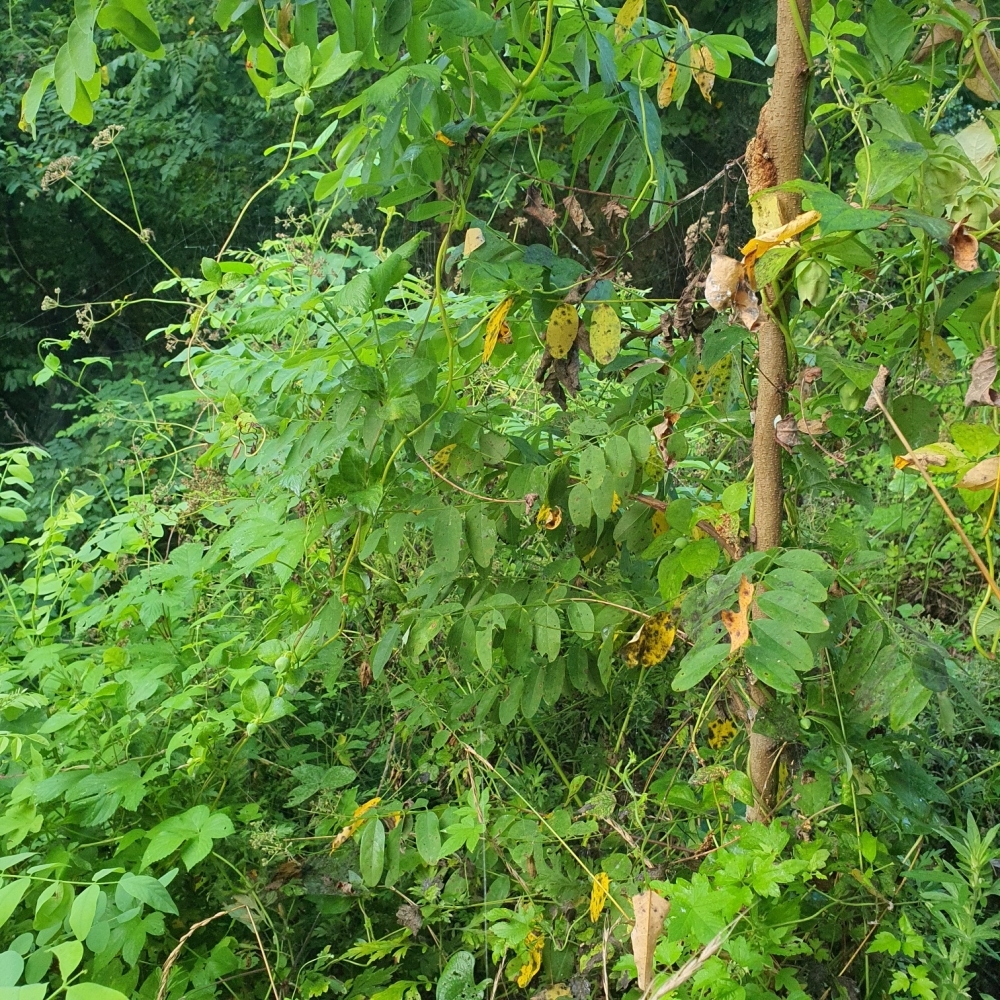 자연산 산더덕