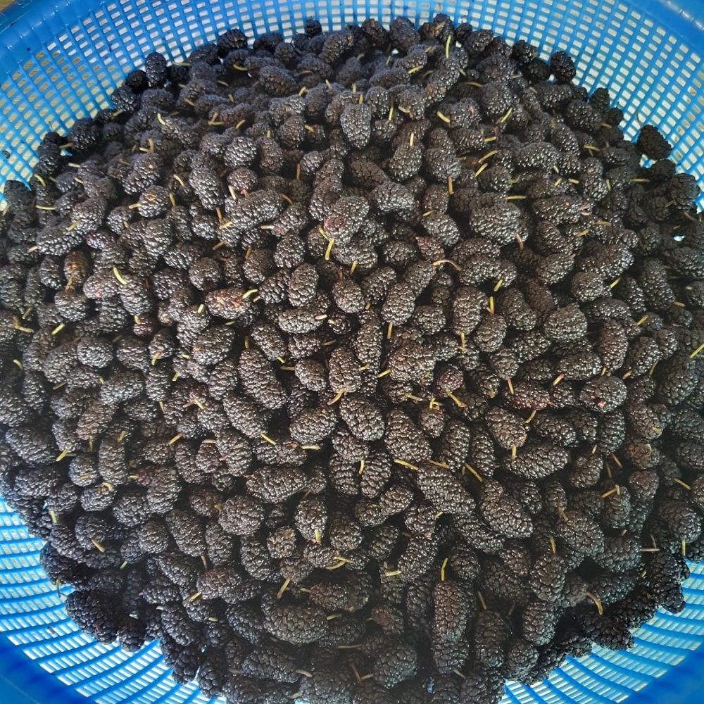 야생오디